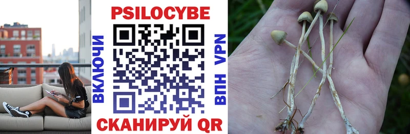 Галлюциногенные грибы Psilocybe  продажа наркотиков  Светлогорск 
